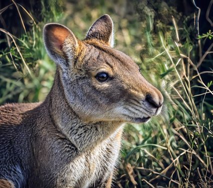 2024/12/Parma-wallaby2.jpg