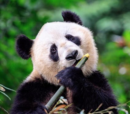 2024/12/Plant-quality-animals.jpg