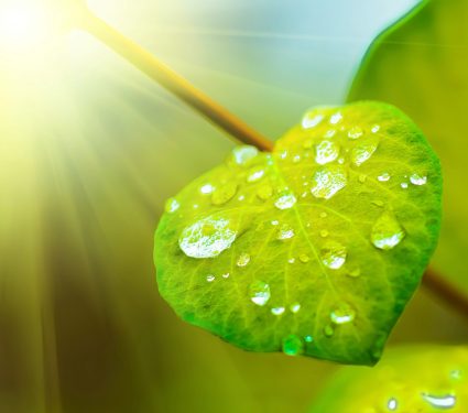 2024/12/Raindrops-leaves.jpg