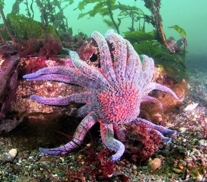 2024/12/Sunflower-sea-stars7.jpg