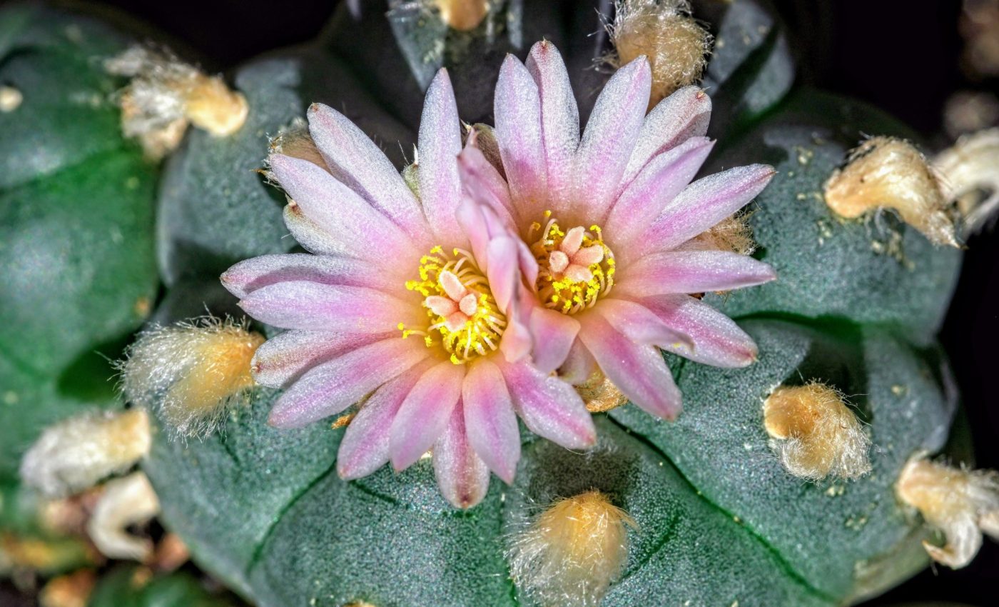 Sacred peyote gardens: A cultural legacy under threat - Earth.com