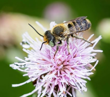 2025/01/Bees-flower-quality.jpg