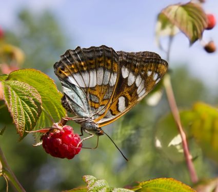 2025/01/Pollinators-crop.jpg