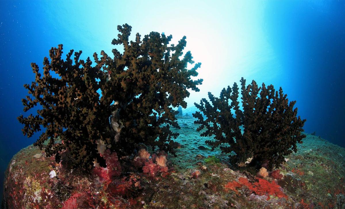 Scientists discover rare marine parasite that inhabits black corals