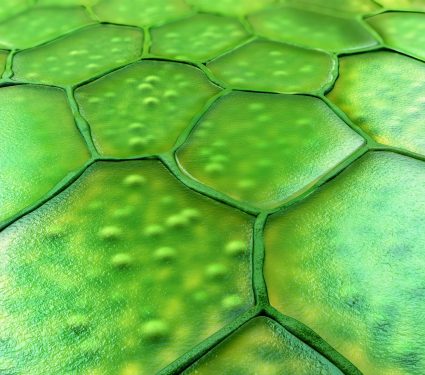 2025/01/Plant-RNA.jpg