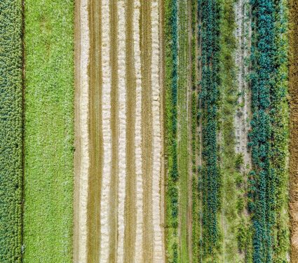 2025/01/Cover-crop.jpg
