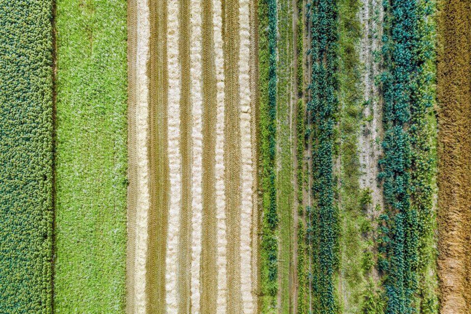 Mixed cover crops may be the future of sustainable farming