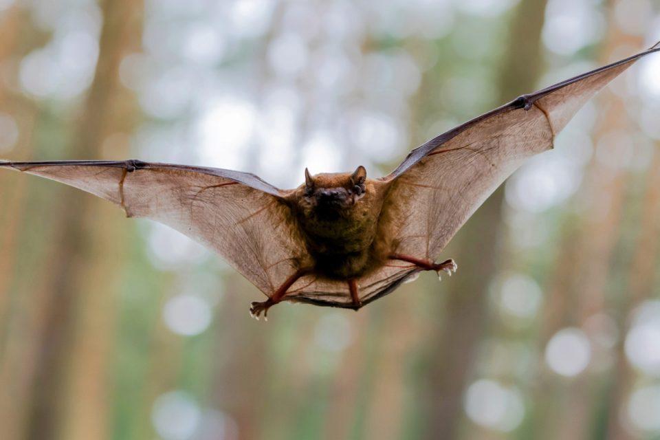 Bats 'surf' the winds of storms during migration 