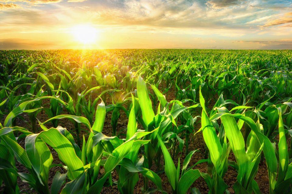 How the U.S. Corn Belt influences its own weather