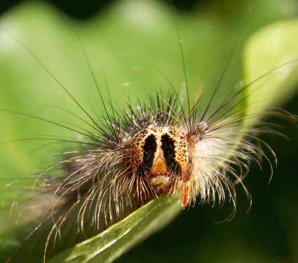 2025/01/Spongy-moth.jpg