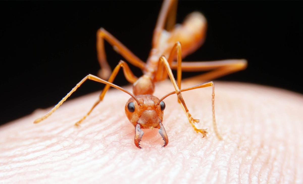 An 8-year-old’s backyard discovery about ants  changed Earth science