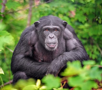 Chimpanzee-genetic.jpg