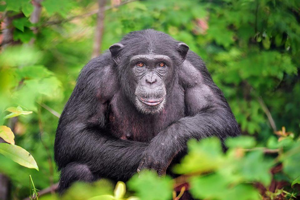 Chimpanzees are genetically adapted to thrive in their local environment
