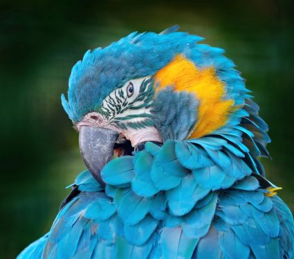 2025/01/Macaw-imitation.jpg