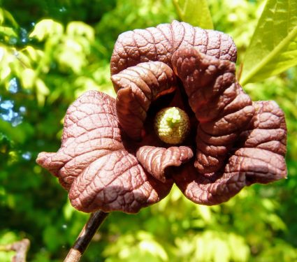 2025/01/Pawpaw-patches.jpg