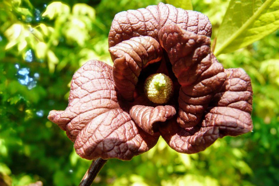 Pawpaw trees form dense patches that outcompete other plants