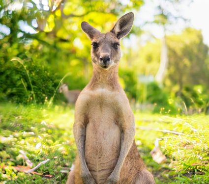 2025/01/Kangaroo-diet.jpg