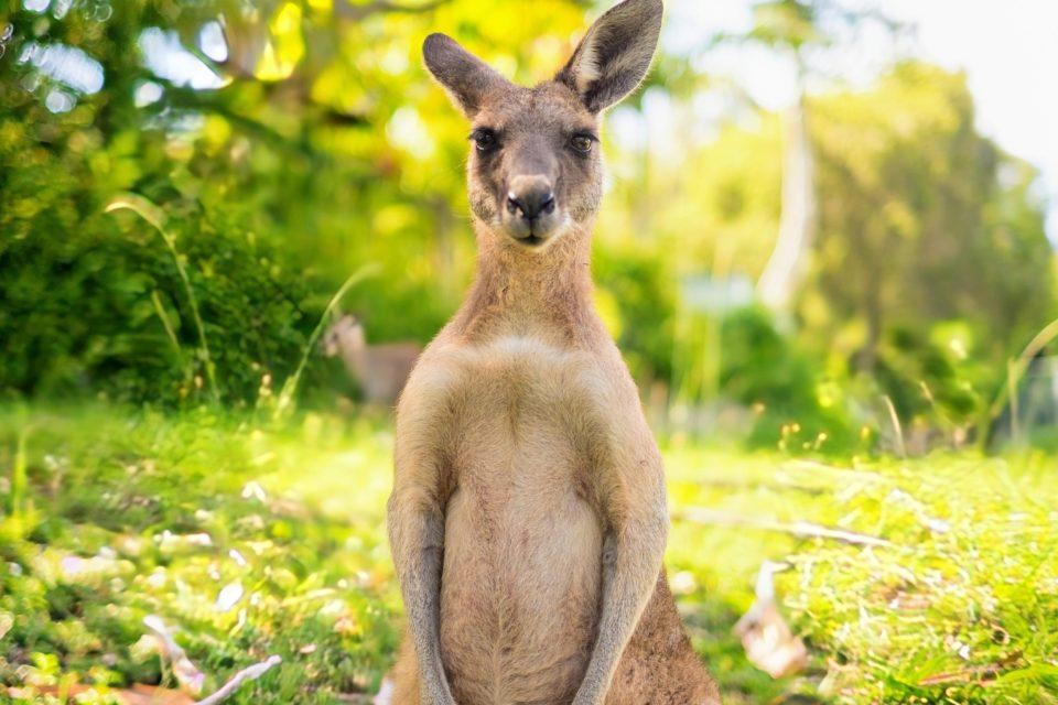 Prehistoric kangaroos changed their diets to survive climate change