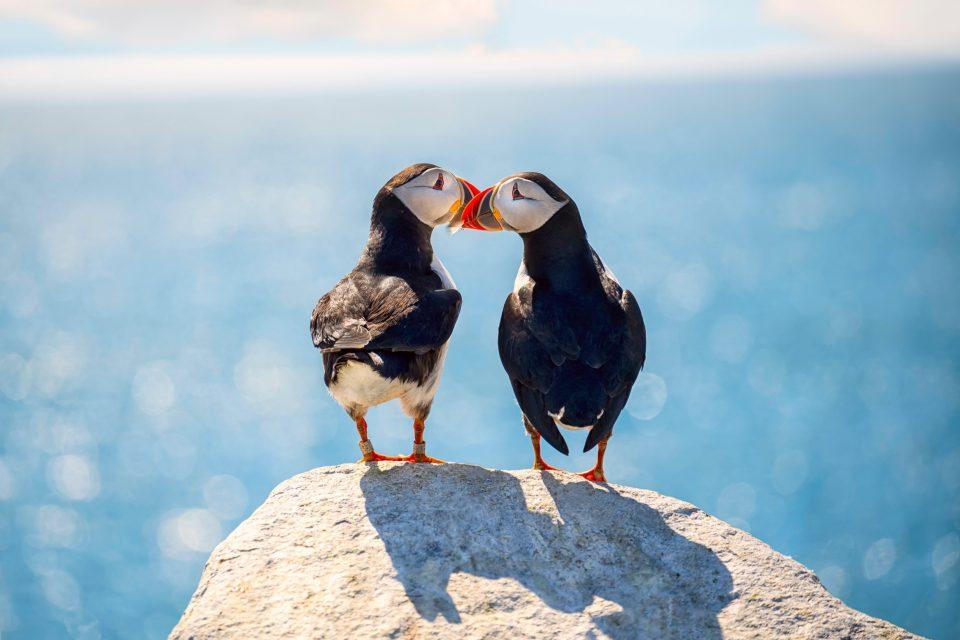 Why some bird couples 'divorce' and some stay together forever