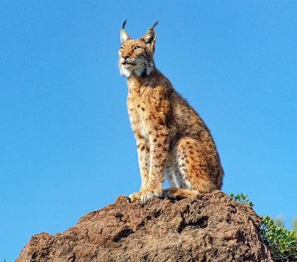 2025/01/iberian-lynx_saved-from-extinction_1m.jpg