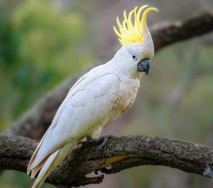 2025/01/Cockatoo-conservation.jpg