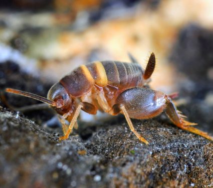 2025/01/Cricket-ants.jpg