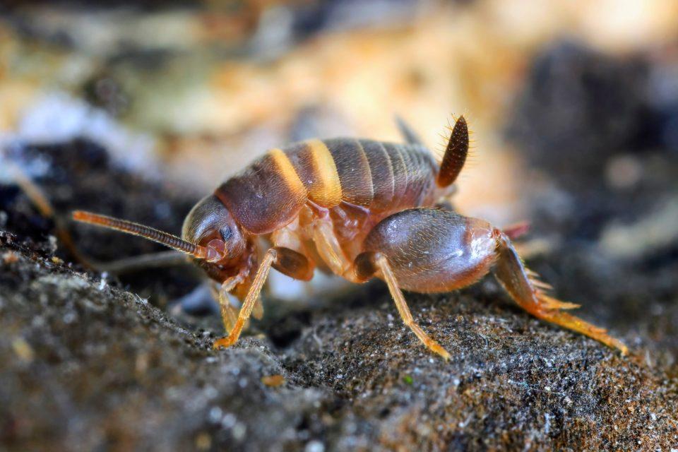 Parasitic crickets hide in ant colonies without being caught