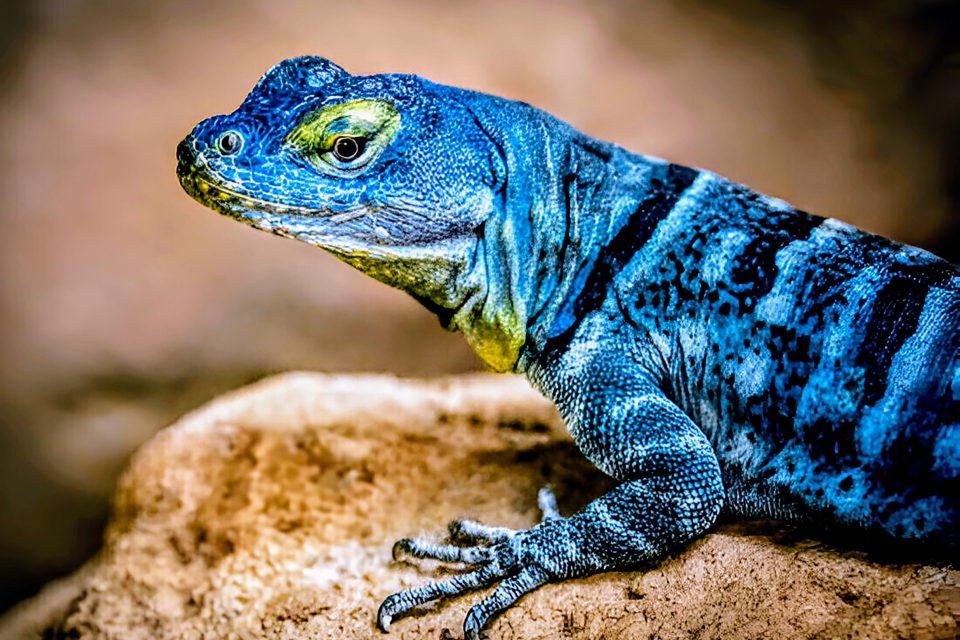 Desert lizards struggle as global warming raises their energy needs