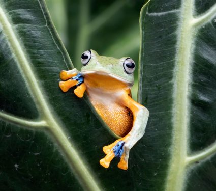 2025/01/Plant-trade-invasive-species.jpg