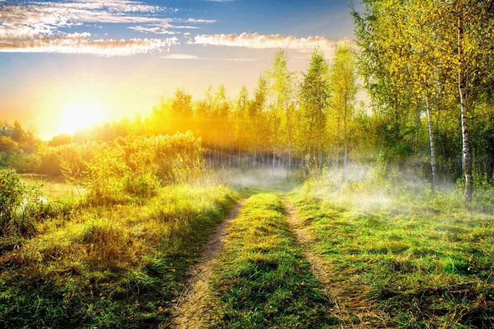 Climate warming alters plant germination and disrupts ecosystem balance