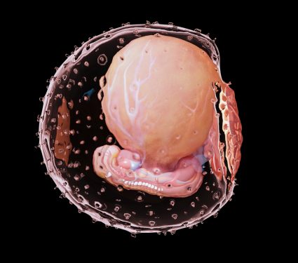 2025/01/Embryo-electric.jpg