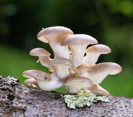 2025/01/Mushroom-compound.jpg