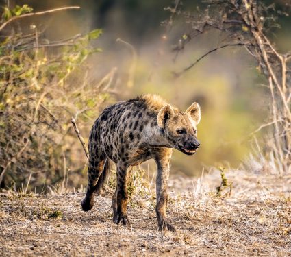 2025/01/Spotted-hyena.jpg