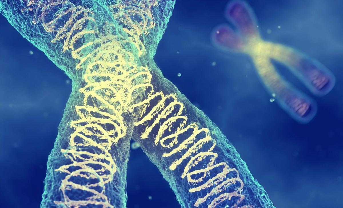 Genes inherited from our mothers make our brains age faster