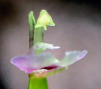 2025/01/Orchid-pollination.jpg