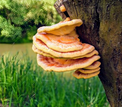 2025/01/Mushroom-medicine.jpg