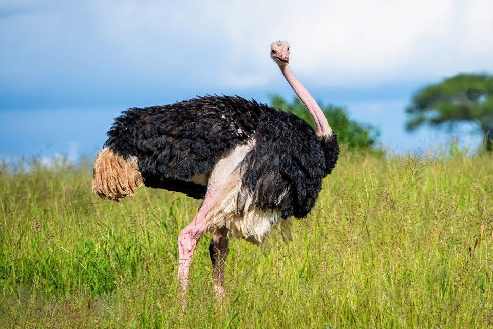 Climate mitigation strategies may be endangering biodiversity