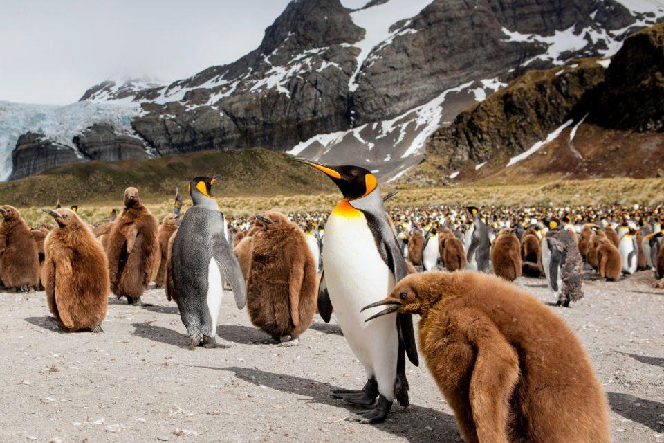 World's largest iceberg may crash into a wildlife sanctuary