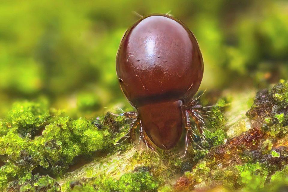 How mites survived without sex for millions of years