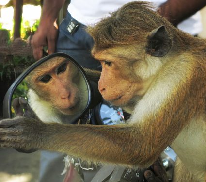 2025/01/Baboon-mirror.jpg