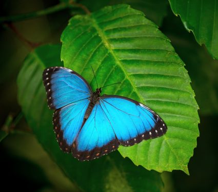 2025/01/Climate-biodiversity.jpg