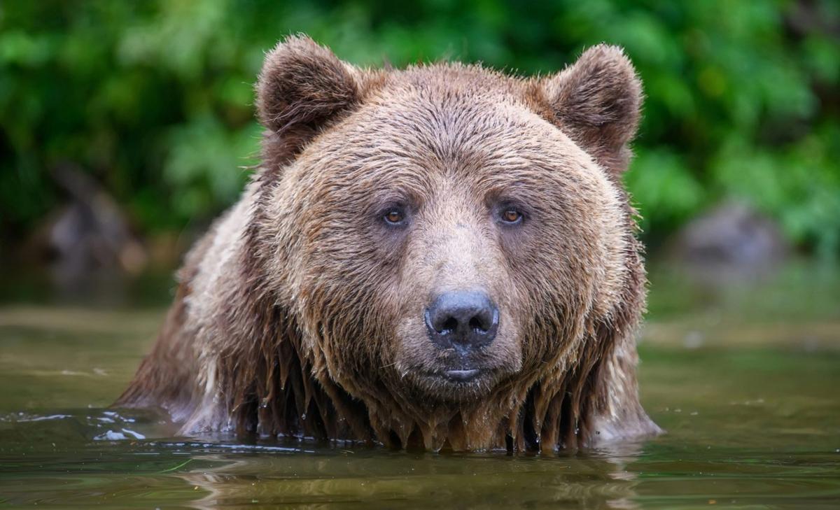 Keeping the peace: How drones can help humans and bears coexist
