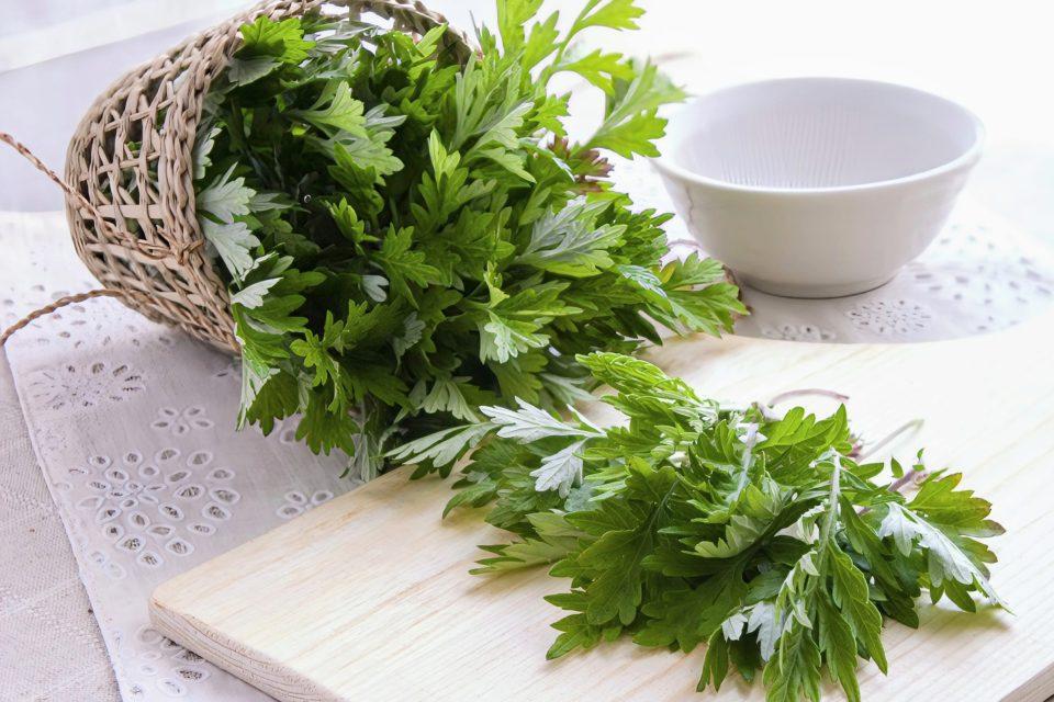 Medicinal plant has great potential to fight colorectal cancer
