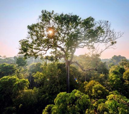 2025/01/Brazil-nut-tree.jpg