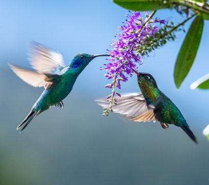 2025/01/Hummingbird-mites.jpg