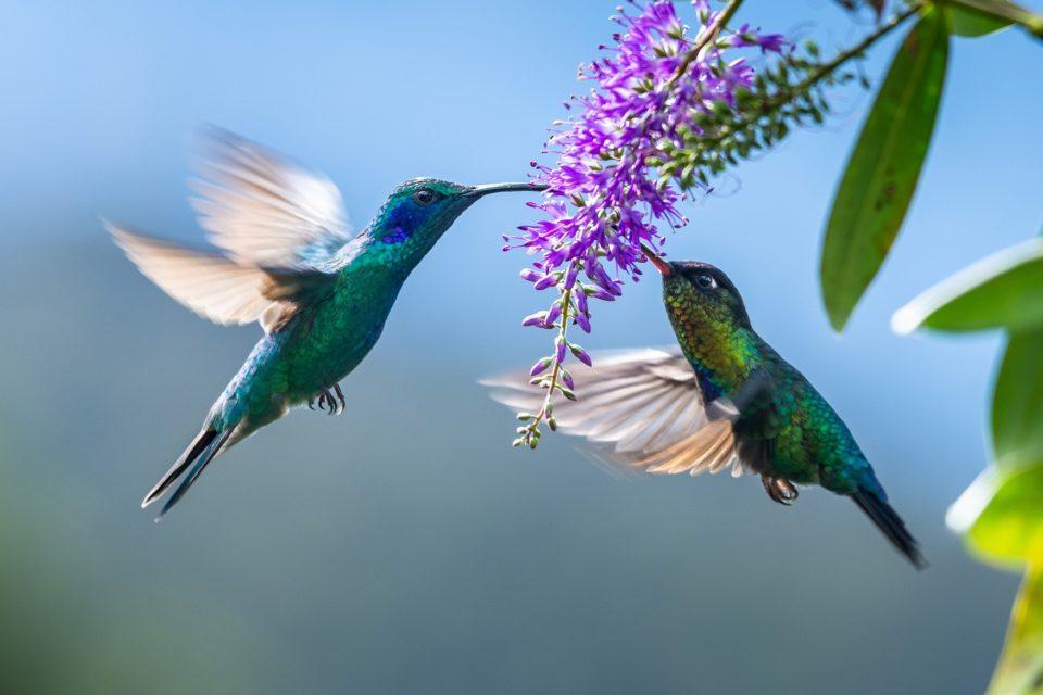 Hummingbird flower mites use static electricity to travel