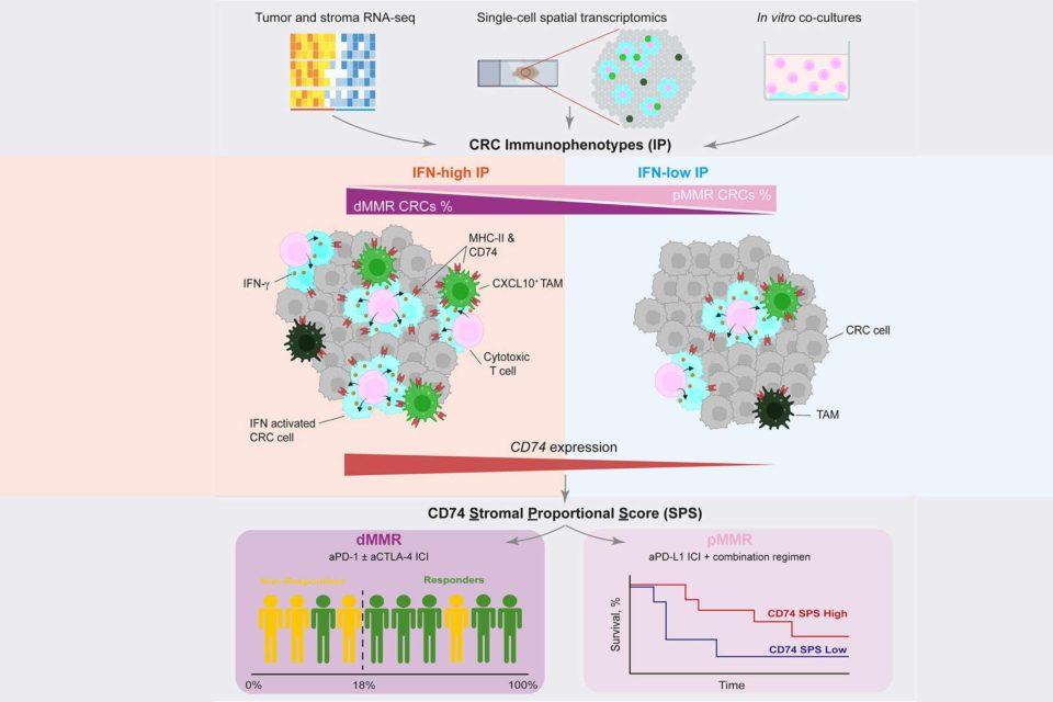 This protein discovery may change the treatment of colon cancer