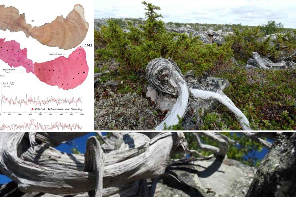 Tiny shrub holds the record for Europe's oldest tree