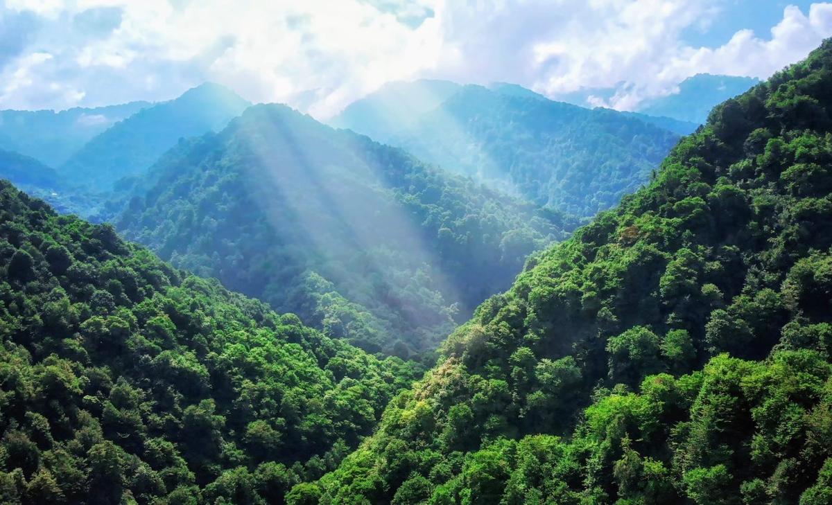 2020 was Earth’s greenest year in two decades - here's why