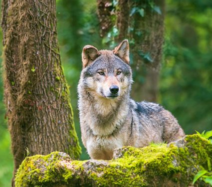 2025/02/Yellowstone-wolves.jpg